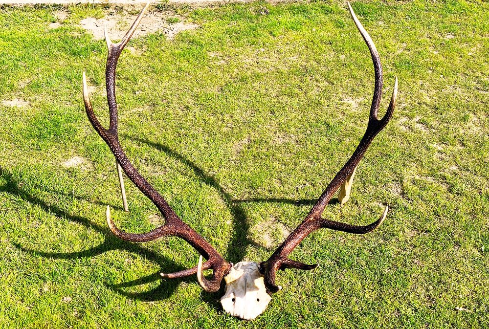 Coarne de cerb naturale  - Trofeu