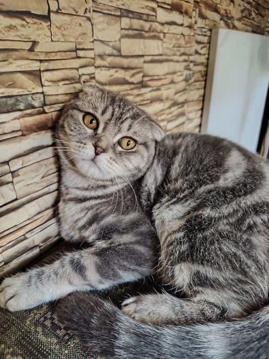 Шатланский скоттиш фолд