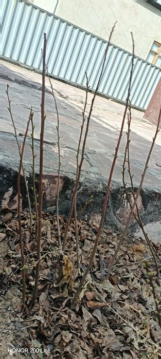 Саженцы для огород