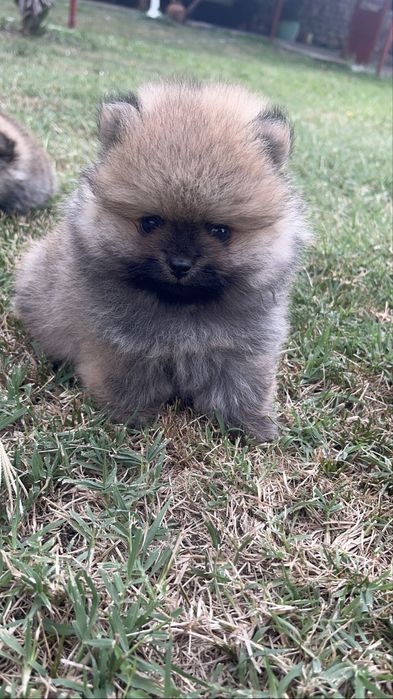 Продавам бебета пумерон