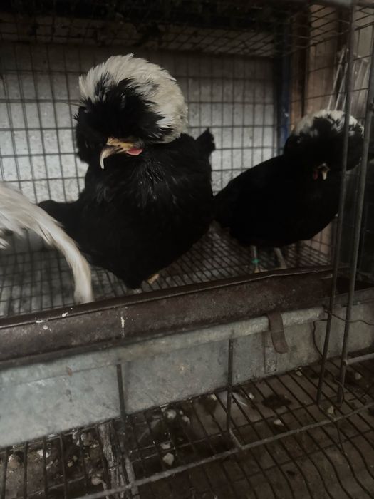 Moțată olandeză 3+1