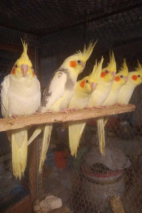 вълнисти папагали и корели