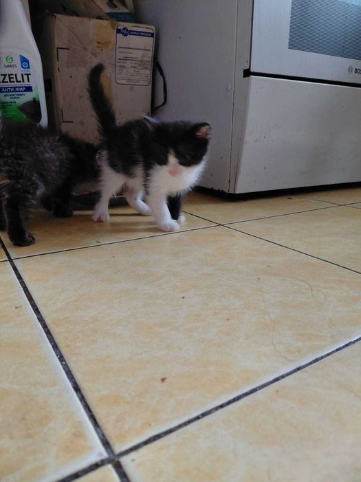 Отдам котят в хорошие руки
