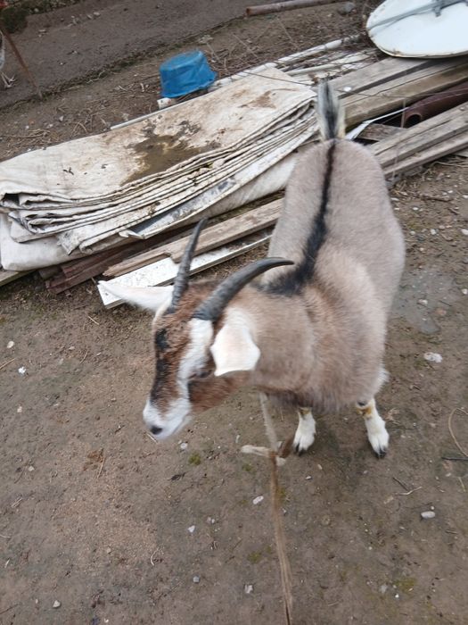 Продам   двоих коз