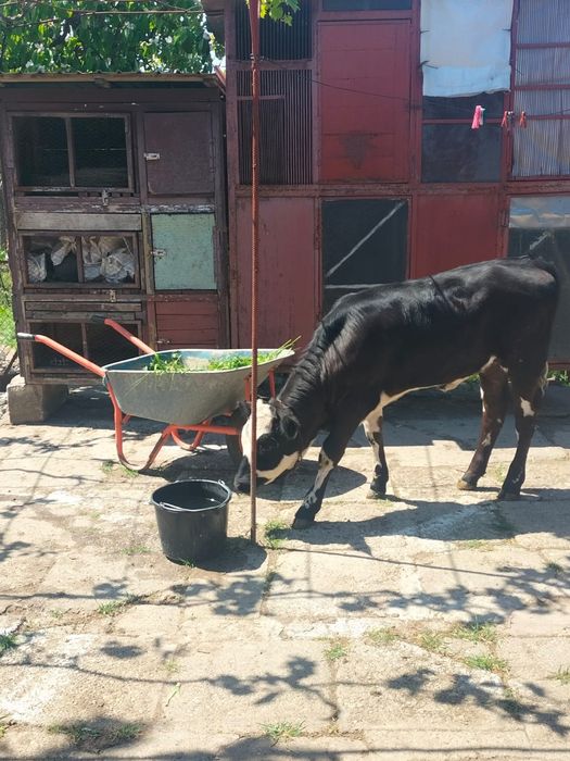 Vițica bălțată românească