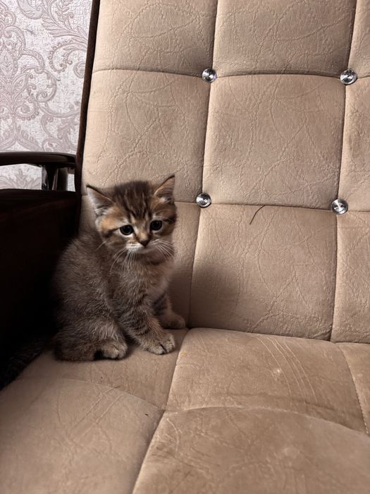 Срочно продается золотая шиншила британец