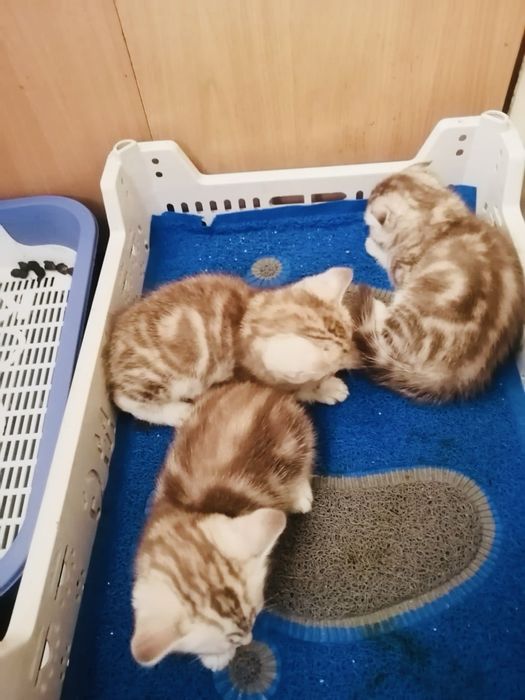 Продам шикарных шотладских котят