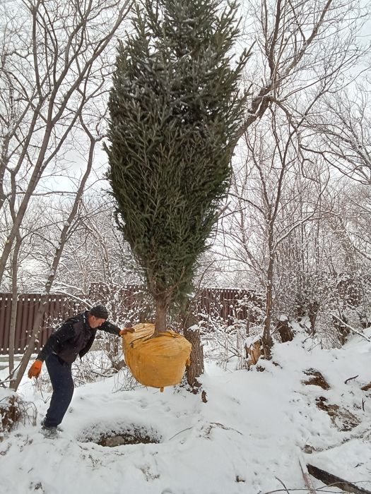 Пересадка посадка профессиональная