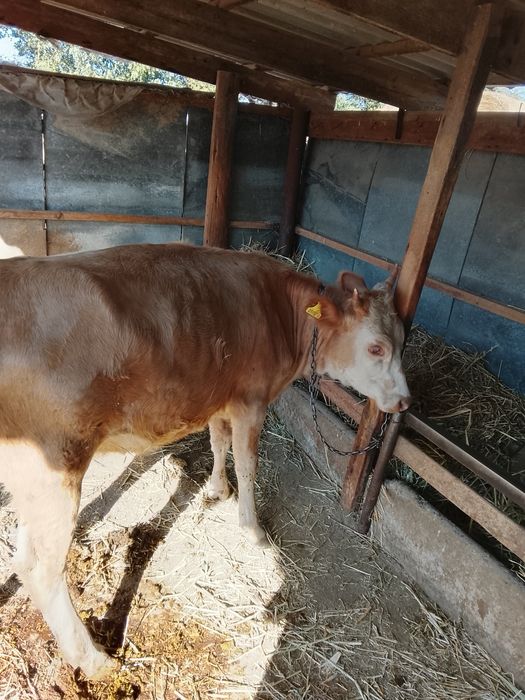 Продам тёлочек стельная ручная.