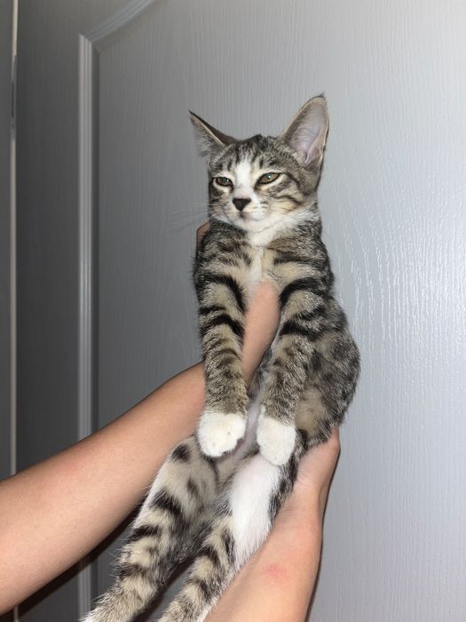 Отдам котенка в добрые руки