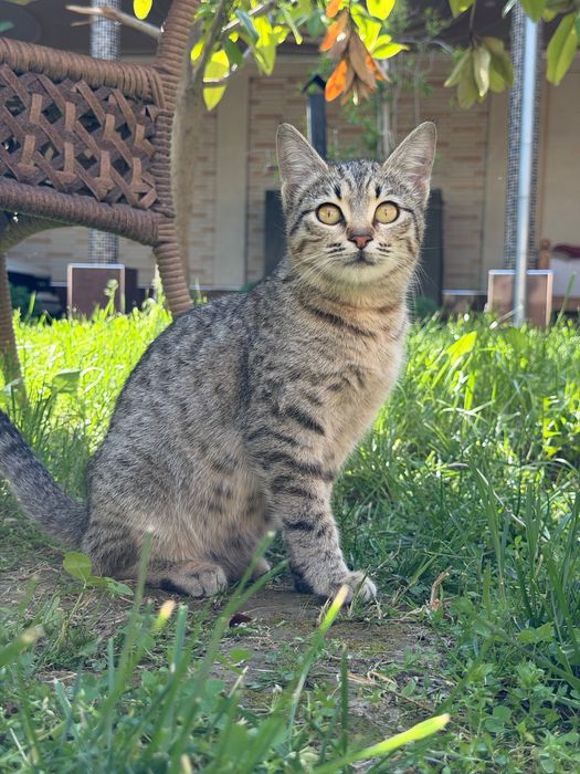 Отдам даром кошку