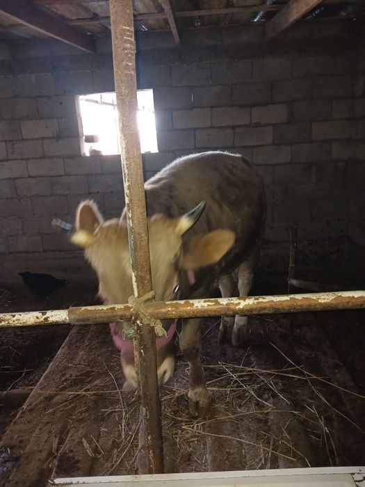 Продаются  бычки