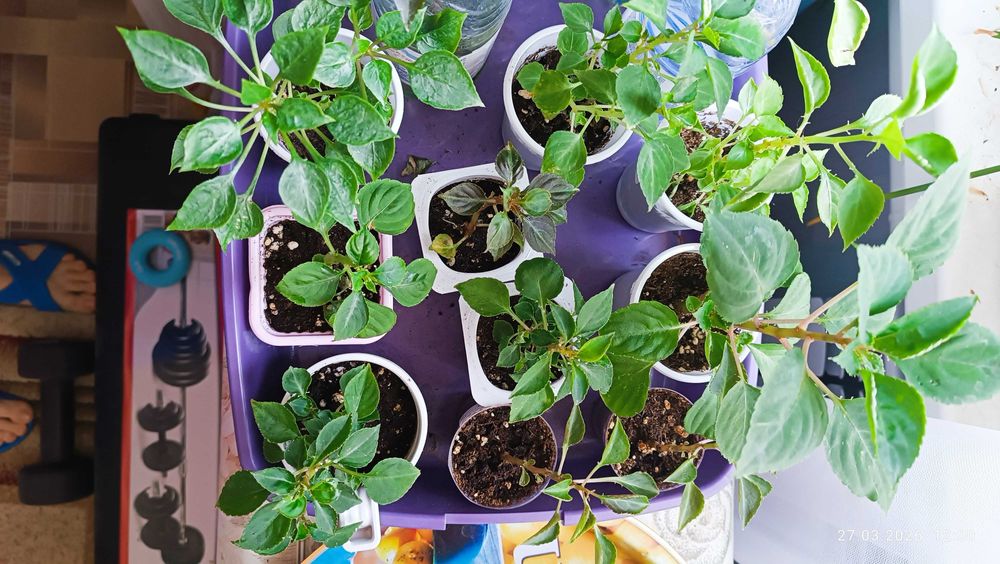 Бальзамины сортовые