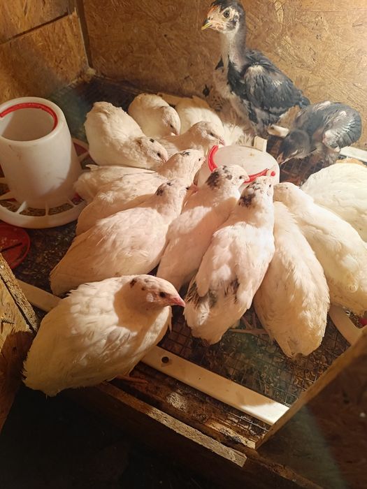 Перепела порода техас