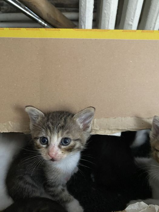 Puiuti adorabili spre adoptie