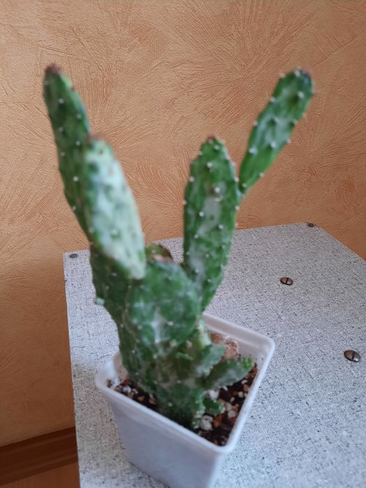 Кактусы и суккуленты.