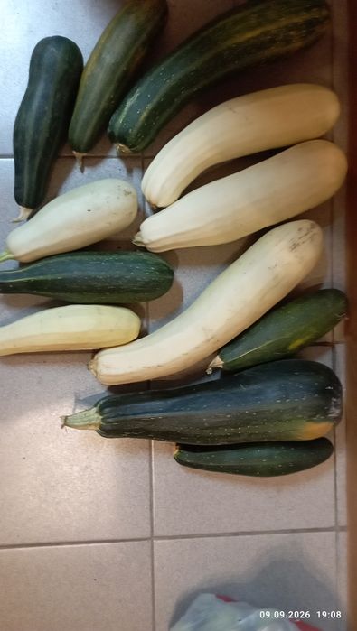 Продам дом.кабачки,тыкву.Г Астана,