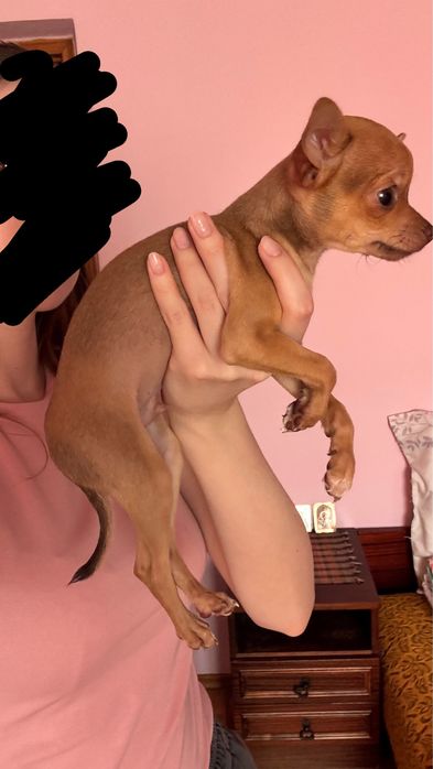 Чихуахуа бэмби мальчик