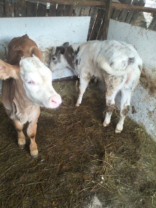 Vând 5 viței, pentru detalii sunați-mă