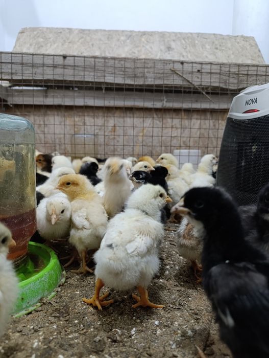 Продам недельных цыплят