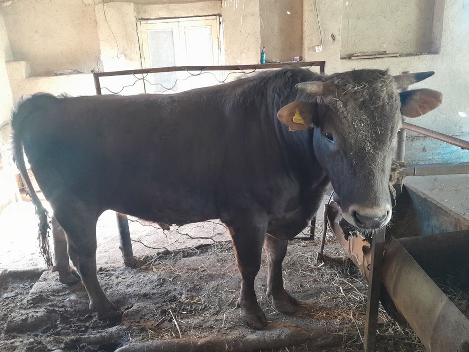 Шведской пародистый бык