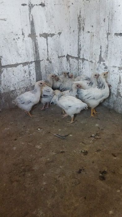 Продам куры домашние