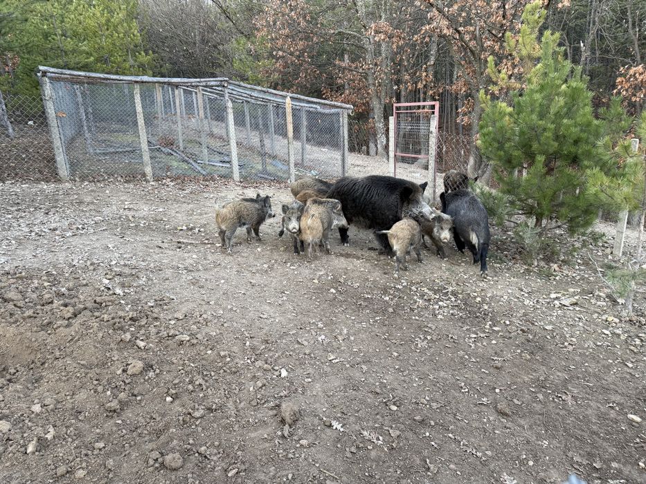 Малки диви прасенца