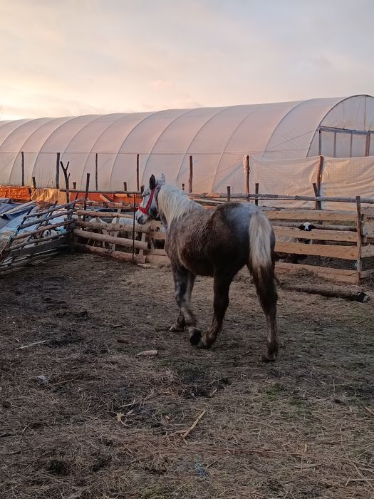 Vând un mânz și o mânză