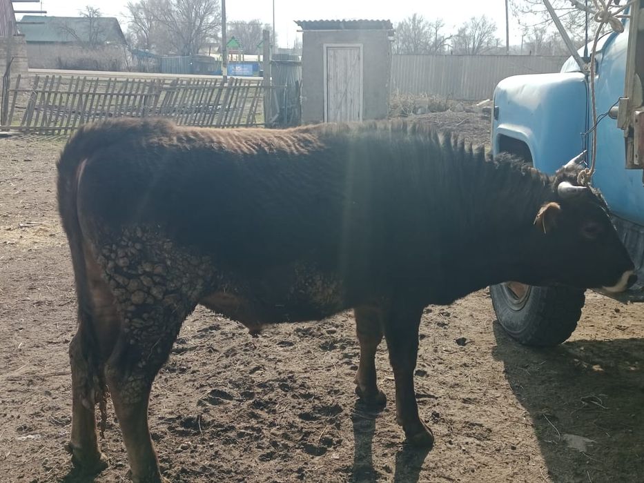 2 жасар бұқа бык