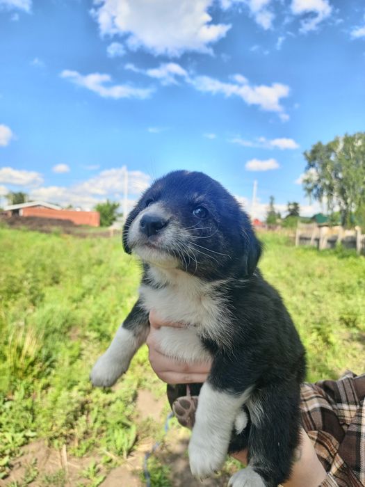 Щенкам нужен дом