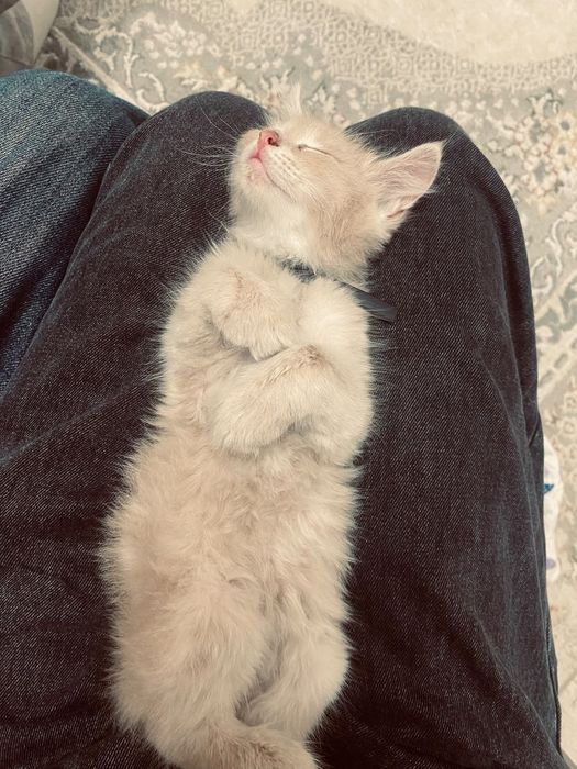 Отдаю котят в добрые руки