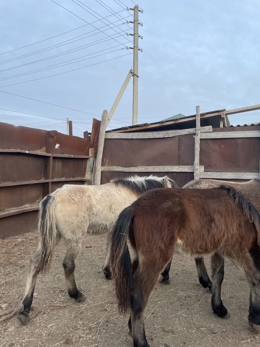 Қызылқоғасынын жабағасы