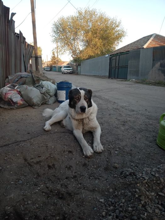 Алабай кобель продам