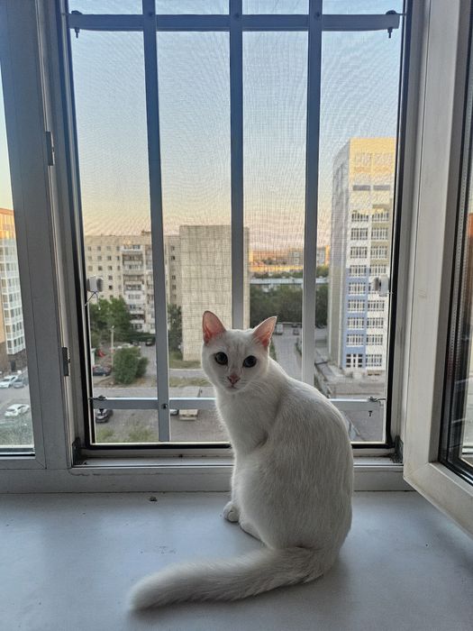 Кошка Аниса отдаем в надежные руки
