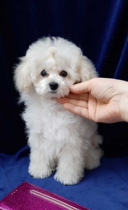 малышка той пудель