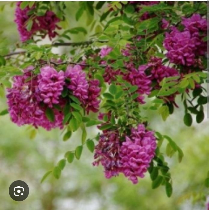 Акация розовая Робения