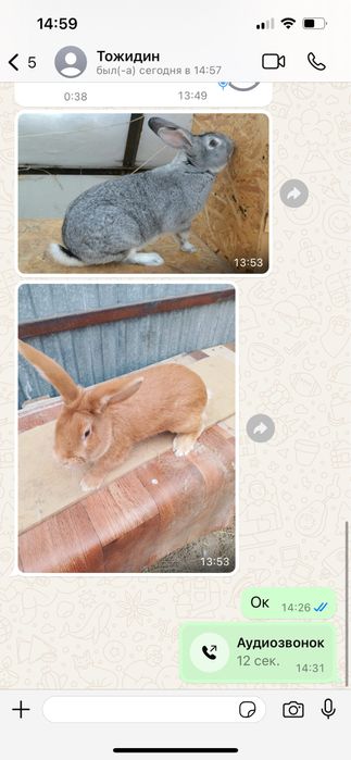 Бургунский кролик