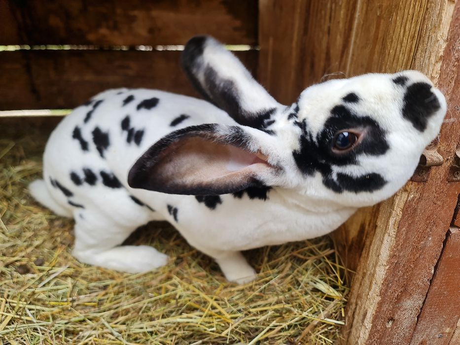 Iepurite Rex și mascul Rex