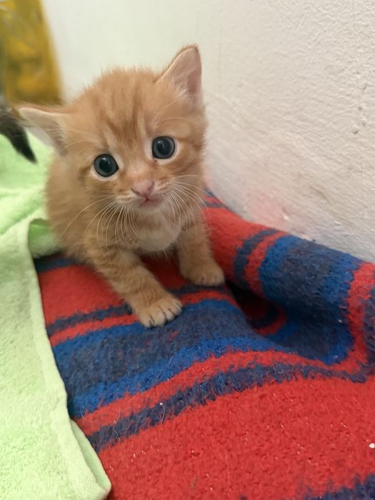 Отдам котят в хорошие, добрые руки.