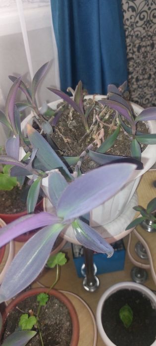Продам  комнатных цветов