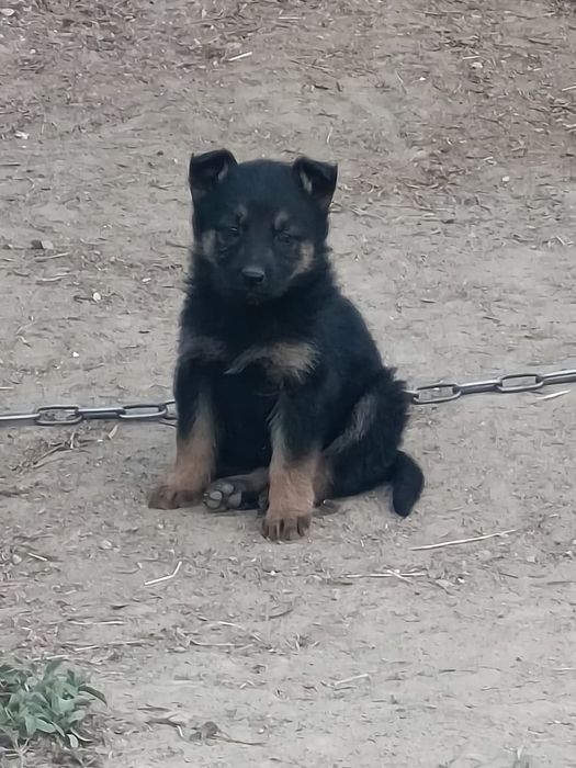 Немецкая овчарка щенки