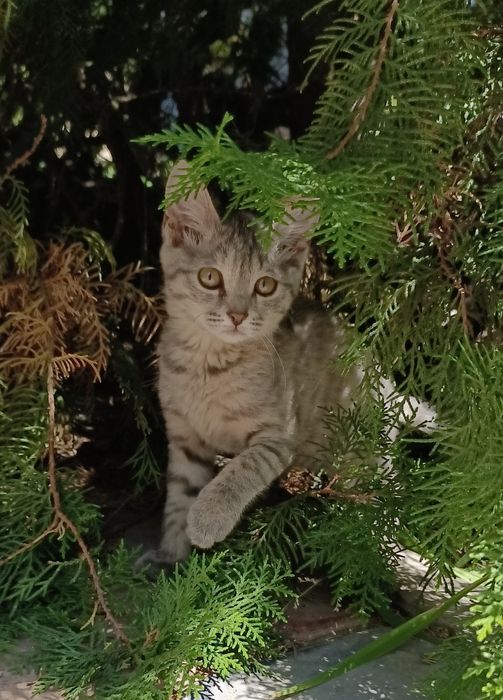 Котенок 3 мес девочка ищет дом, короткошерстная