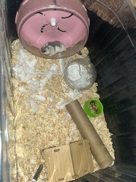 хомяк 3 месяца со всем необходимым.