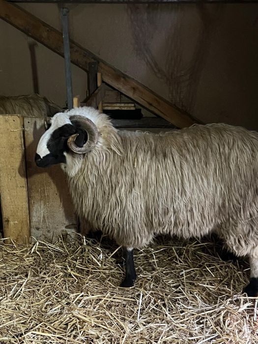 Vand berbec sau schimb cu oi!!