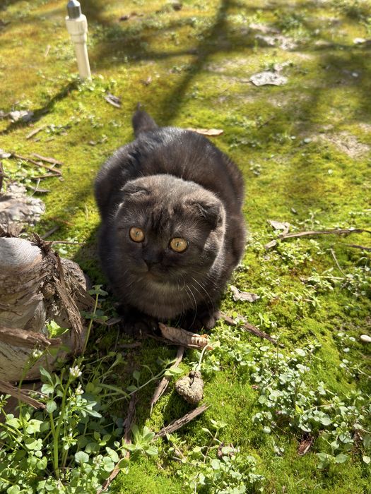 отдам даром в хорошие руки