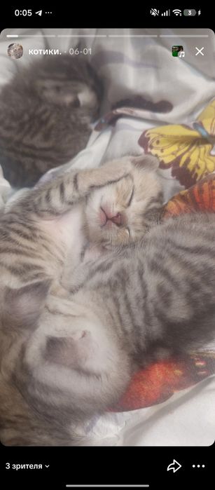 Ищу дом котятам!
