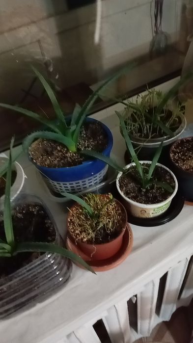 Продается Алоэ-Вера