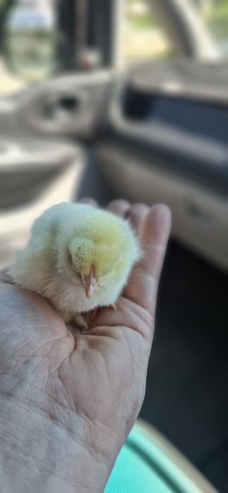 Цыплята пять суток