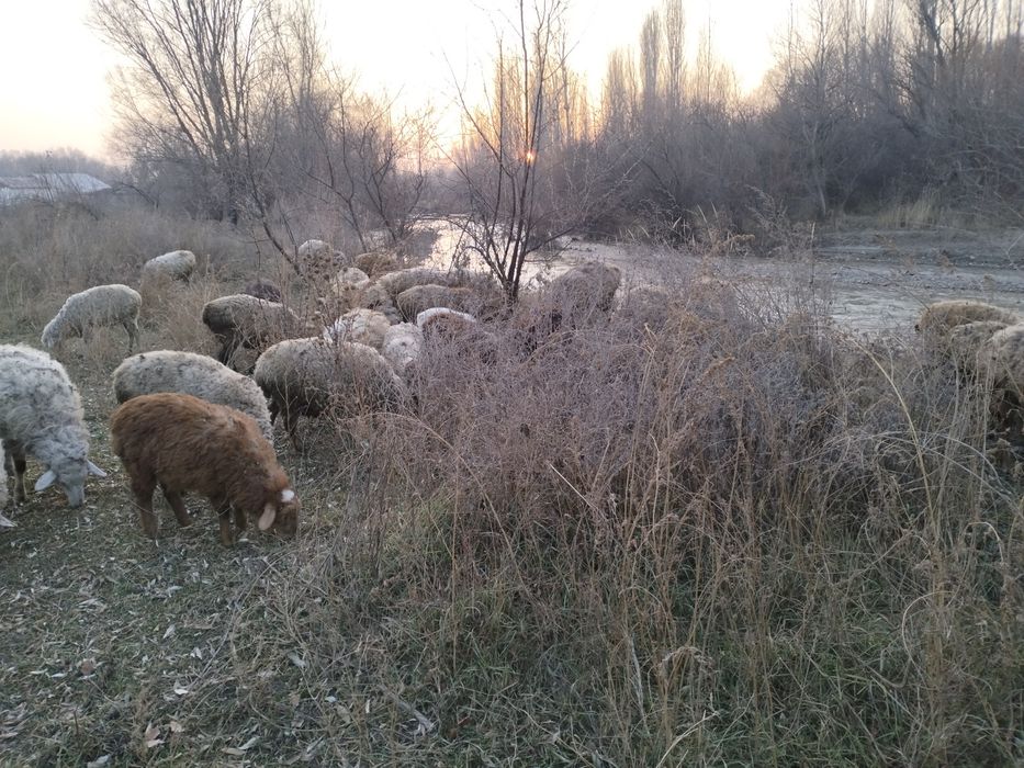 Семіз қойлар сатылымда