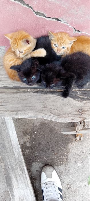 Ofer 1 pui spre adopție(negru)